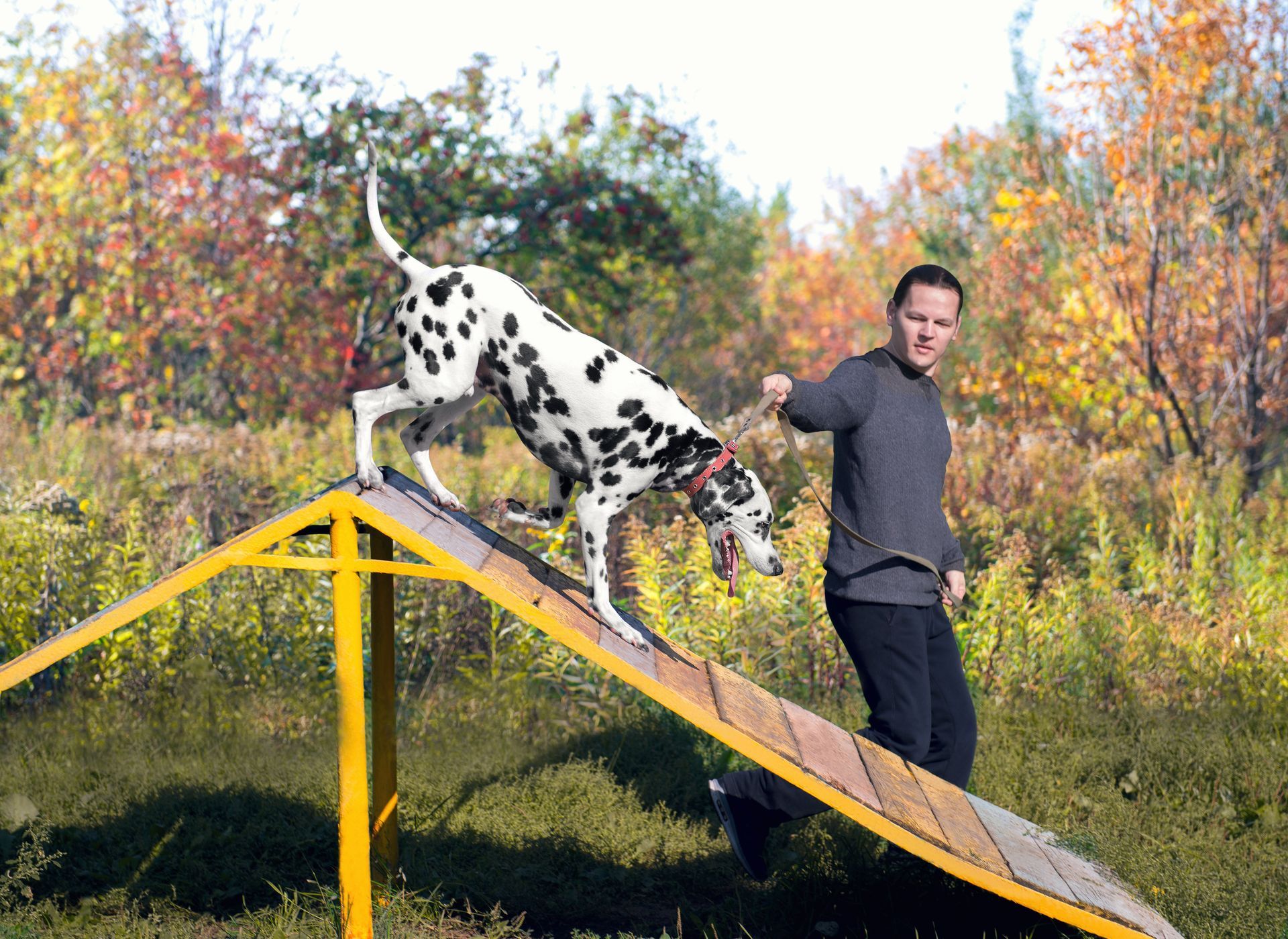 Dalmatian balancing on a ramp beside a man in a grassy park with autumn trees