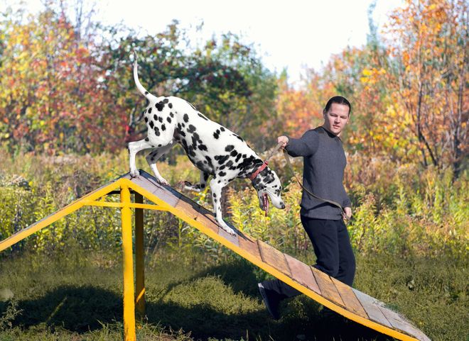 Dalmatian balancing on a ramp beside a man in a grassy park with autumn trees