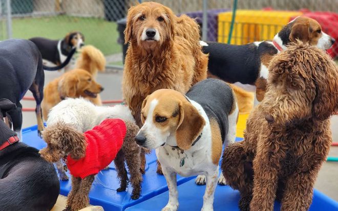 Several dogs of different breeds gathered on a blue floor, including a central beagle and poodles in sweaters.