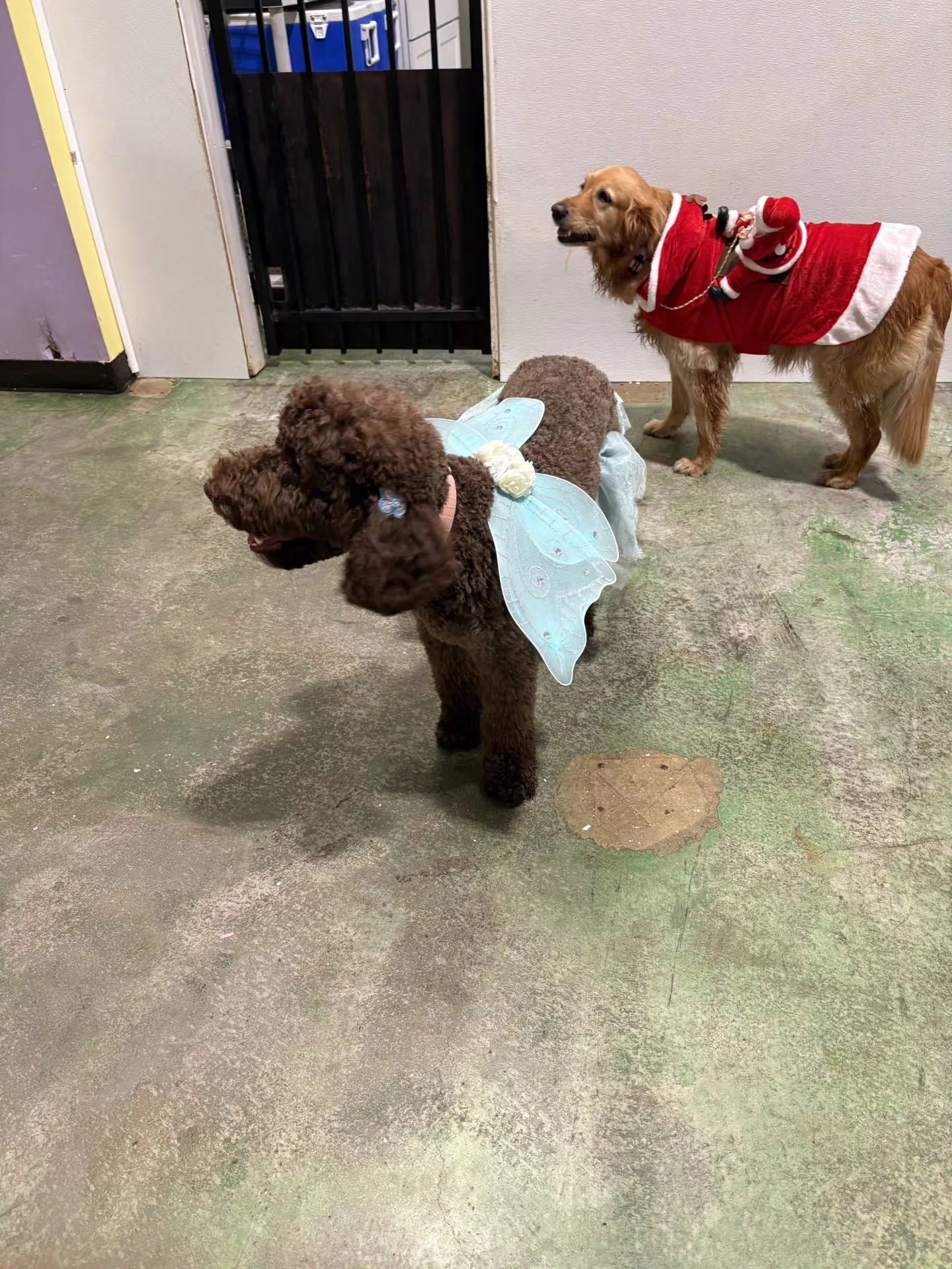 Two dogs in costumes indoors, one brown dog in light blue wings and one tan dog in a red outfit.