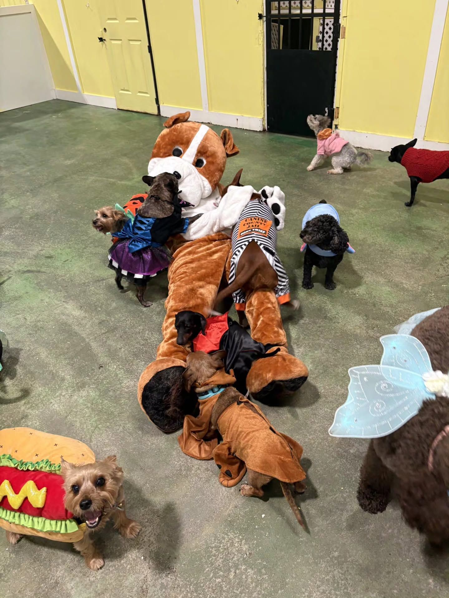 Dogs in Halloween costumes gathered indoors, including a brown-and-white bulldog and small dressed-up dogs.
