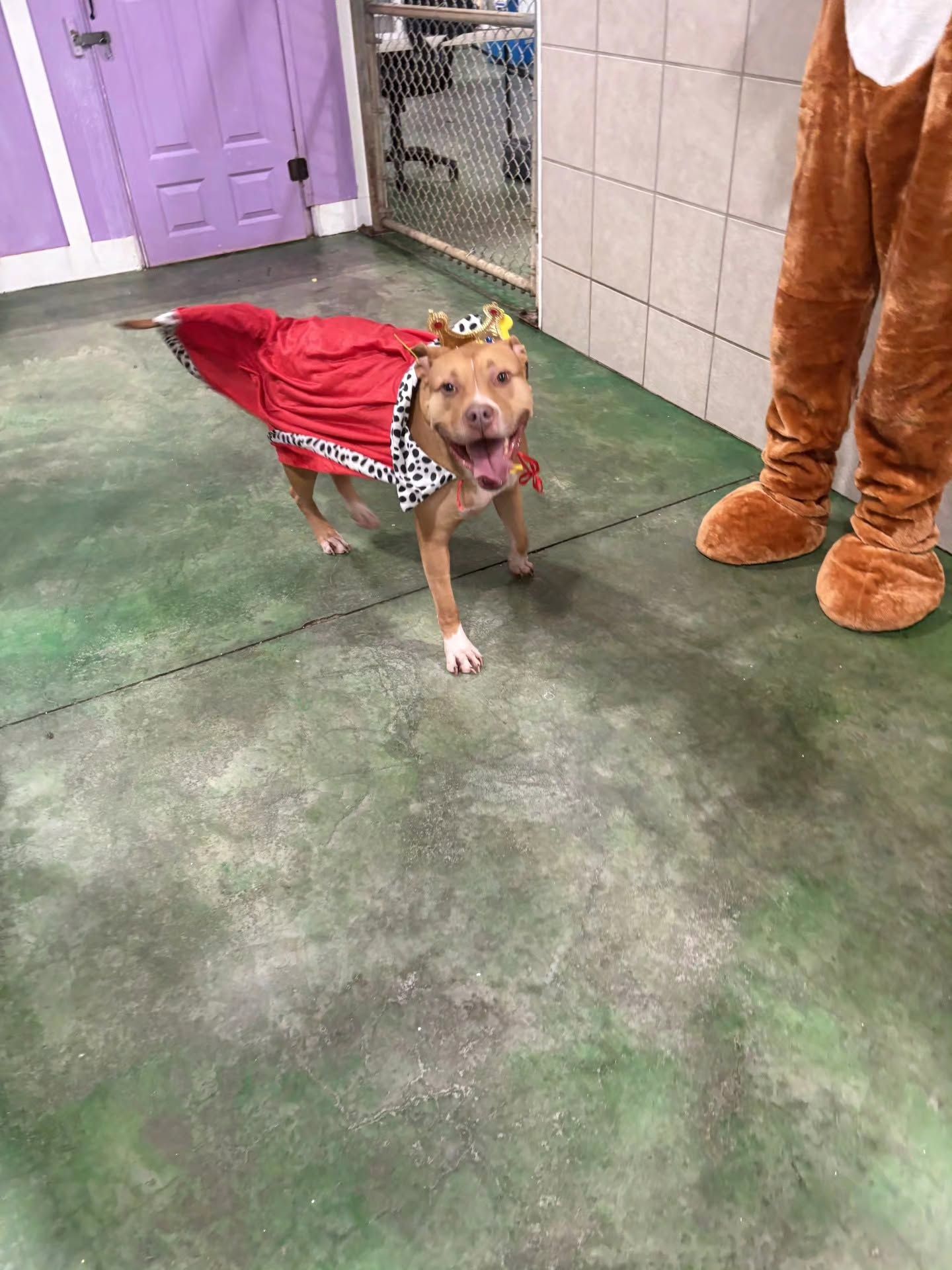 Brown dog in a red outfit standing on a green floor beside a person in a furry costume