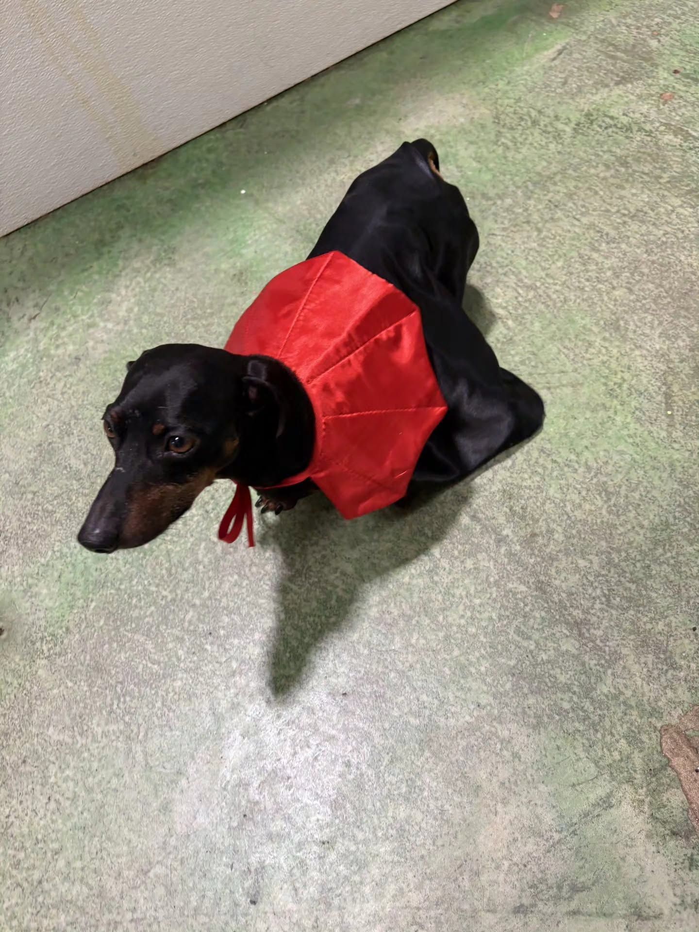 Black dachshund wearing a red vest on a green floor, seen from above.