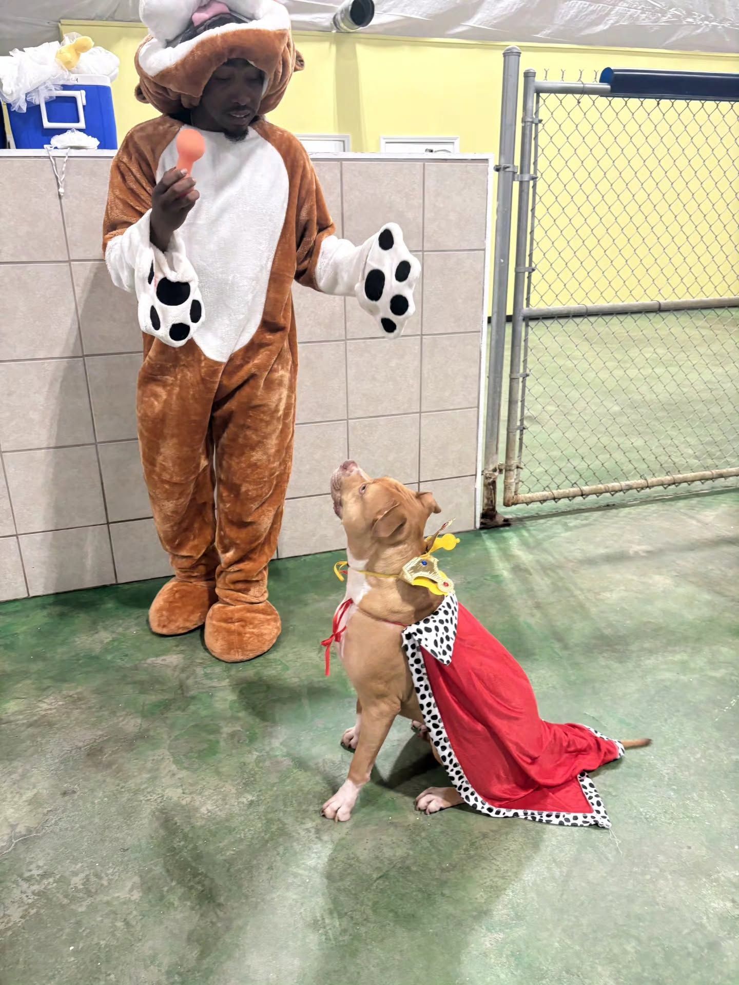 Person in a bear costume standing with a small dog in a red cape by a fenced kennel area