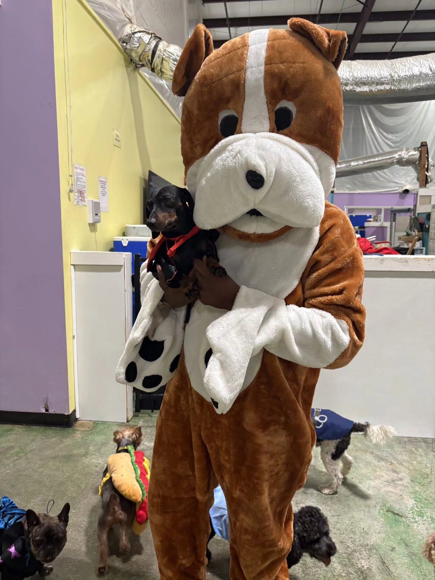 Person in a brown-and-white dog costume holding a small black dog indoors with other dogs nearby