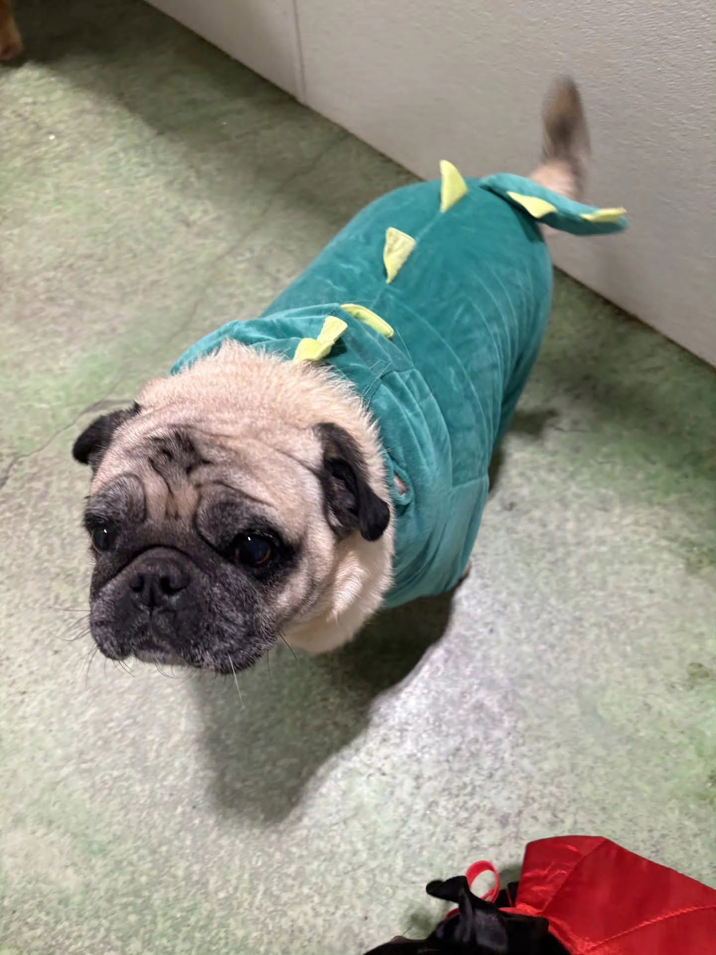 Pug in a teal dinosaur costume standing on a green floor, looking up at the camera.