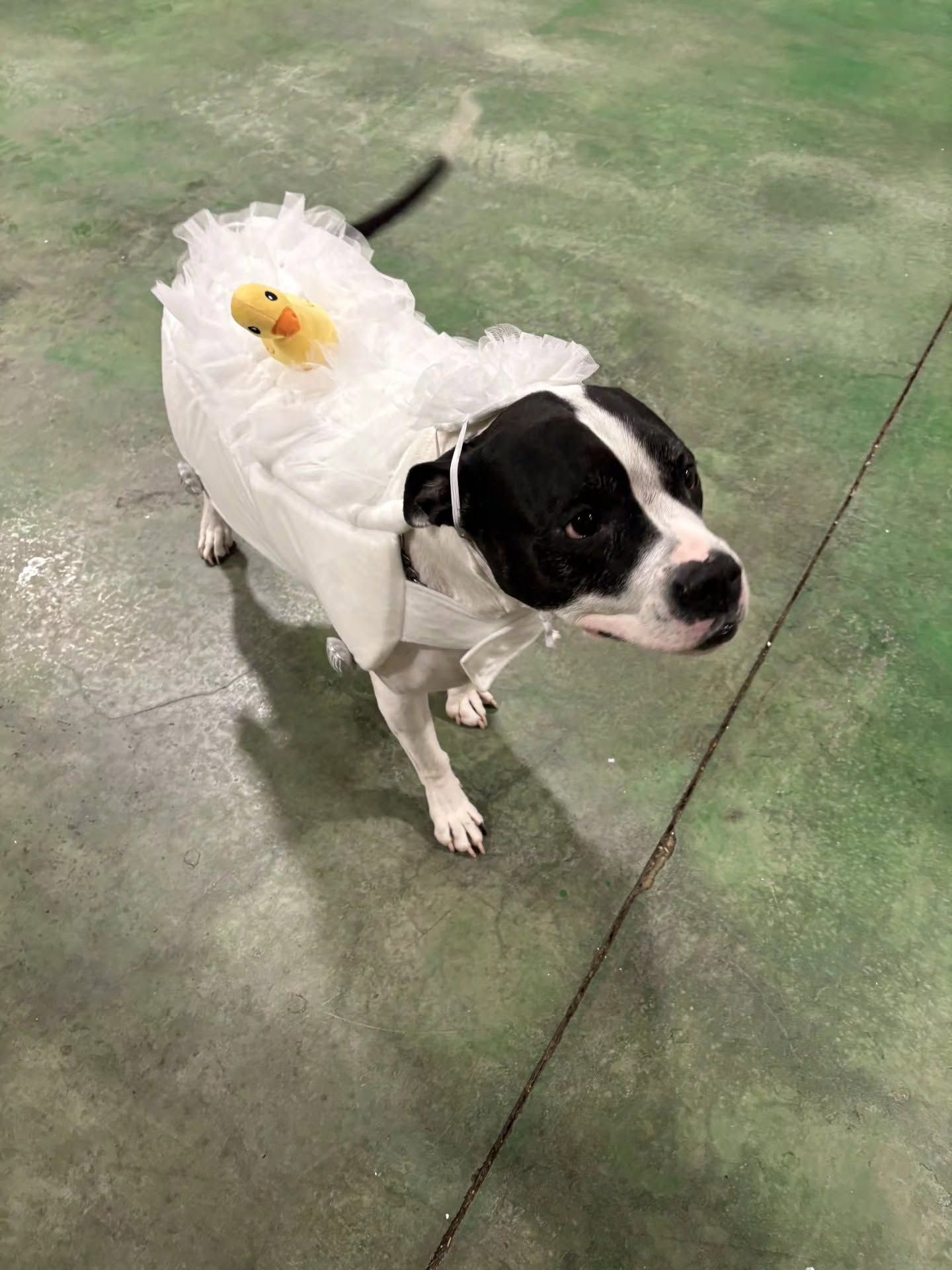 Black-and-white dog in a white ruffled costume standing on a green floor