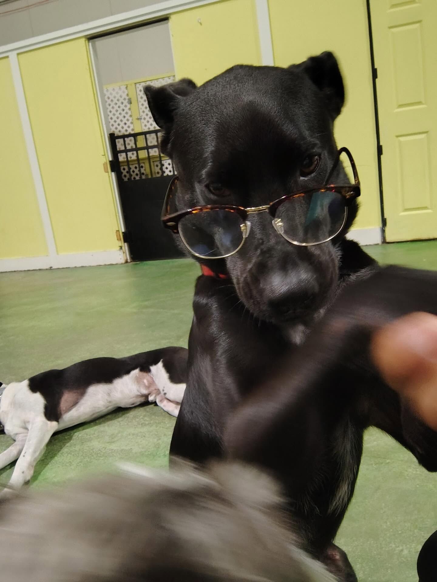 Black dog wearing glasses reaches toward the camera in a kennel with another dog lying behind it.
