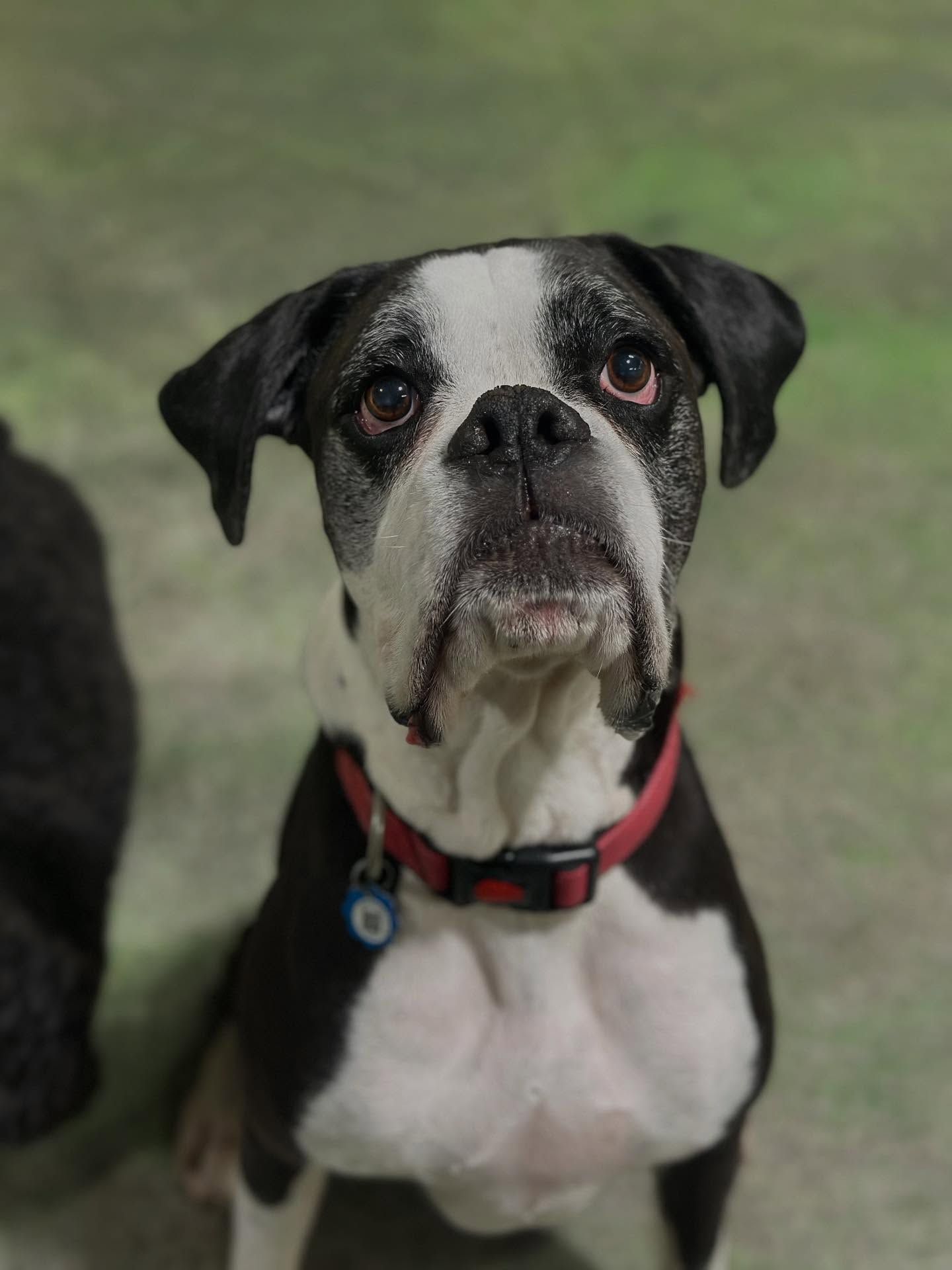 Black-and-white dog wearing a red collar sits on grass, looking at the camera.