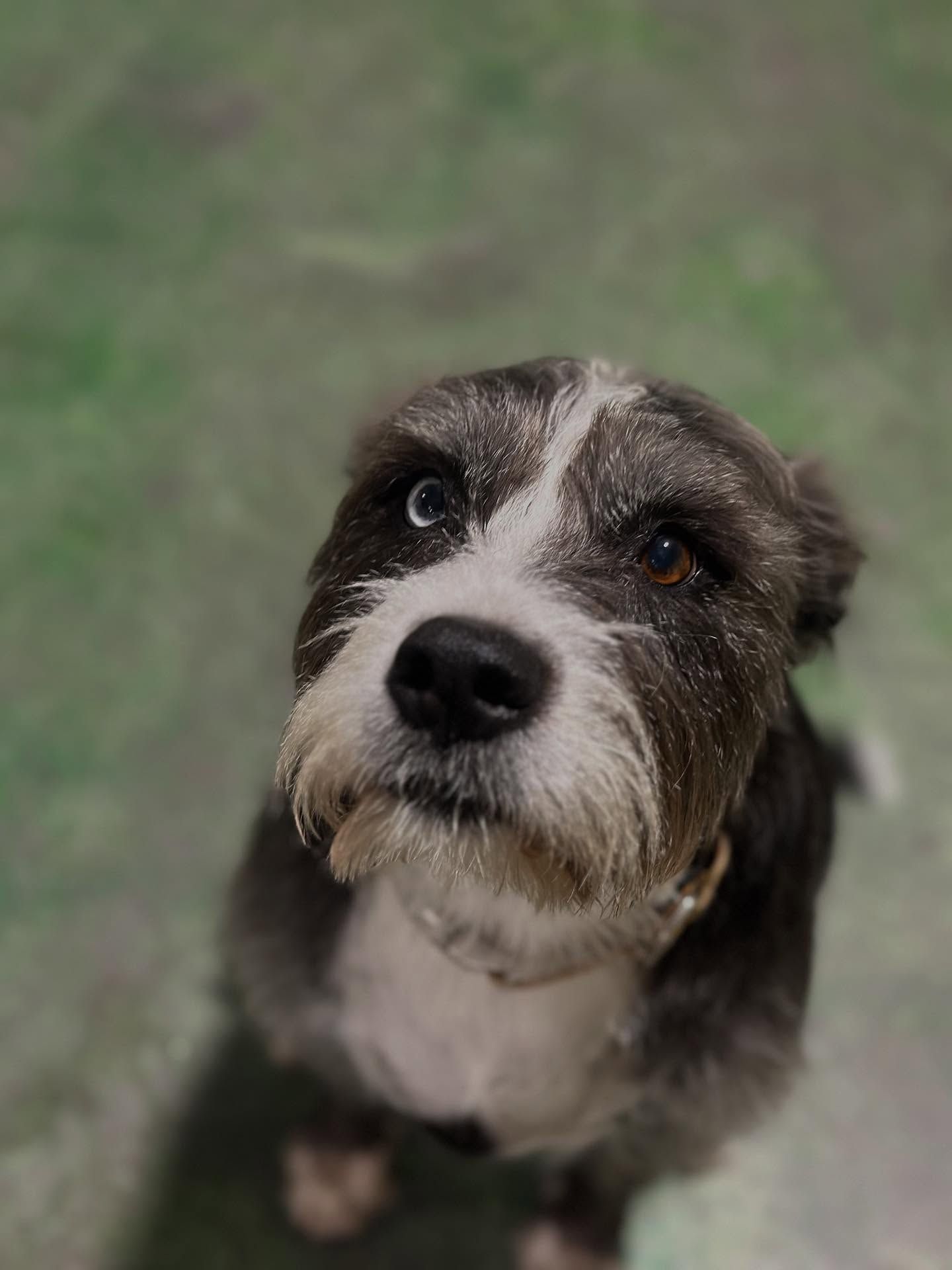 Small black-and-white dog looking up with a curious expression on a blurred green background
