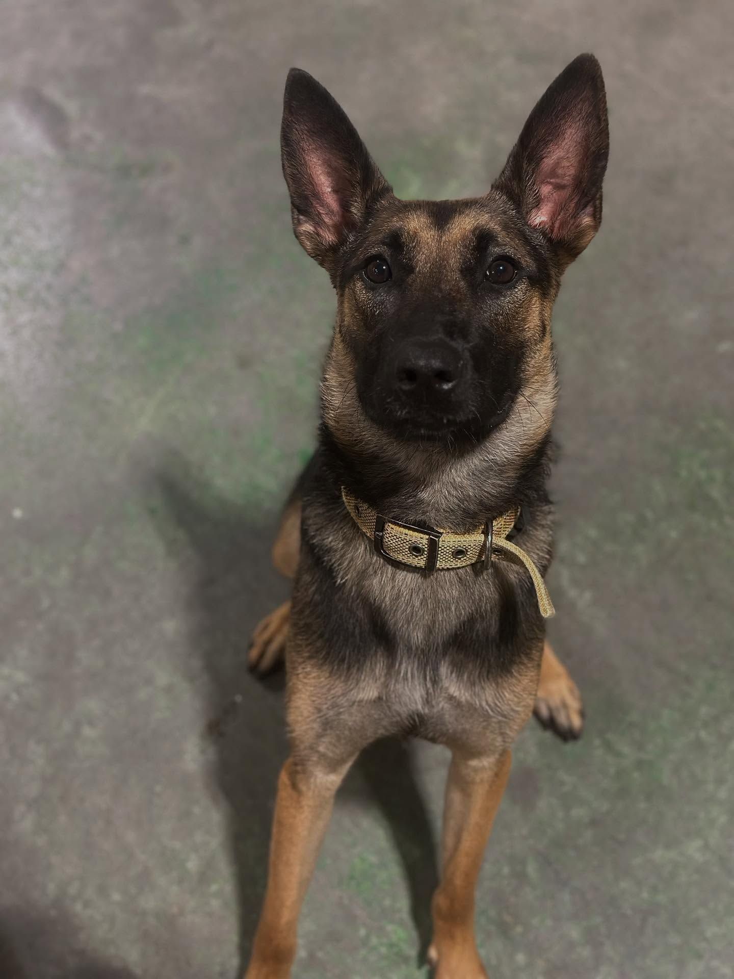 German Shepherd sitting on gray pavement, wearing a tan collar, facing the camera.