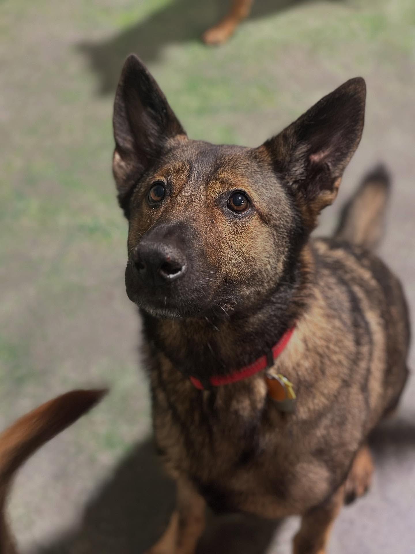 Brindle dog with upright ears and red collar looking up outdoors