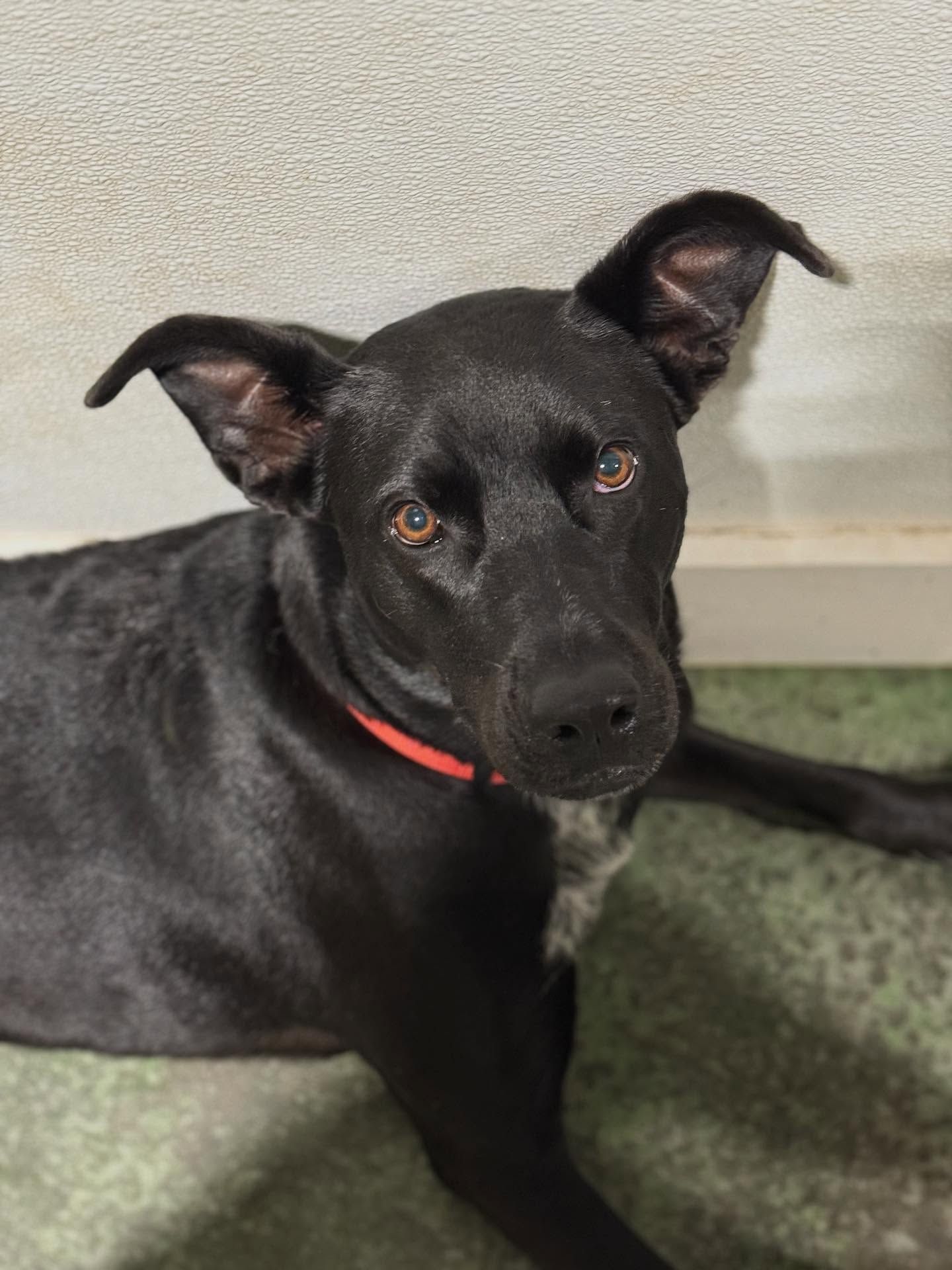 Black dog with a red collar lying on a green rug, looking at the camera.