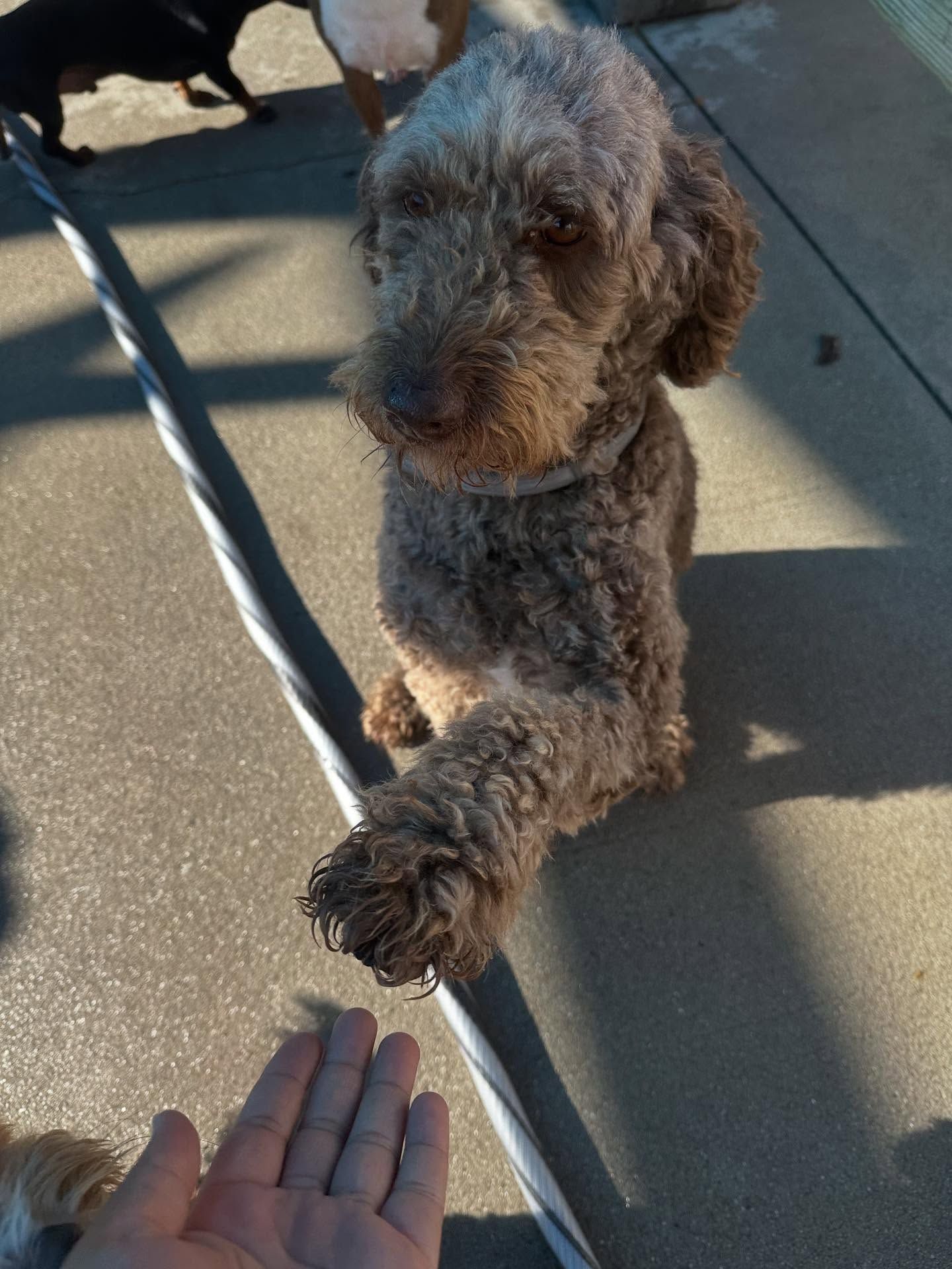 Small brown poodle giving a paw to a person’s outstretched hand on a leash outdoors.
