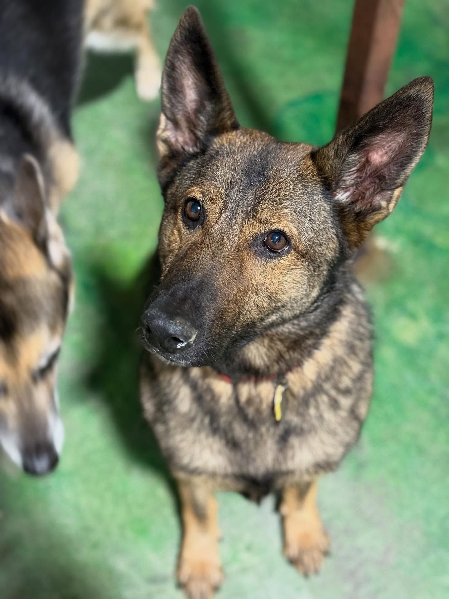 Brown-and-black dog looking up on a green floor, with another dog partly visible beside it