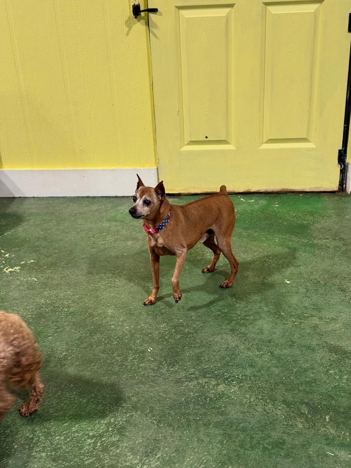 Small brown dog standing on green floor in front of a yellow door and wall