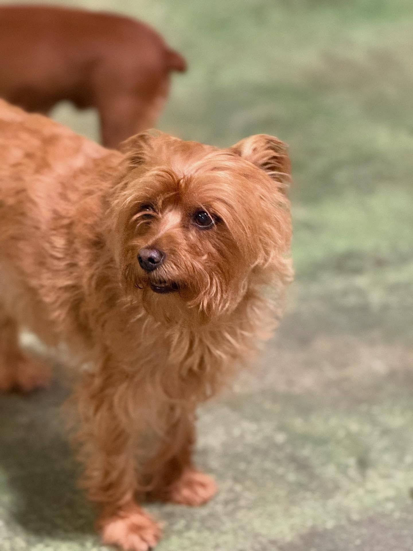 Small tan shaggy dog standing on a blurred outdoor path, looking at the camera.