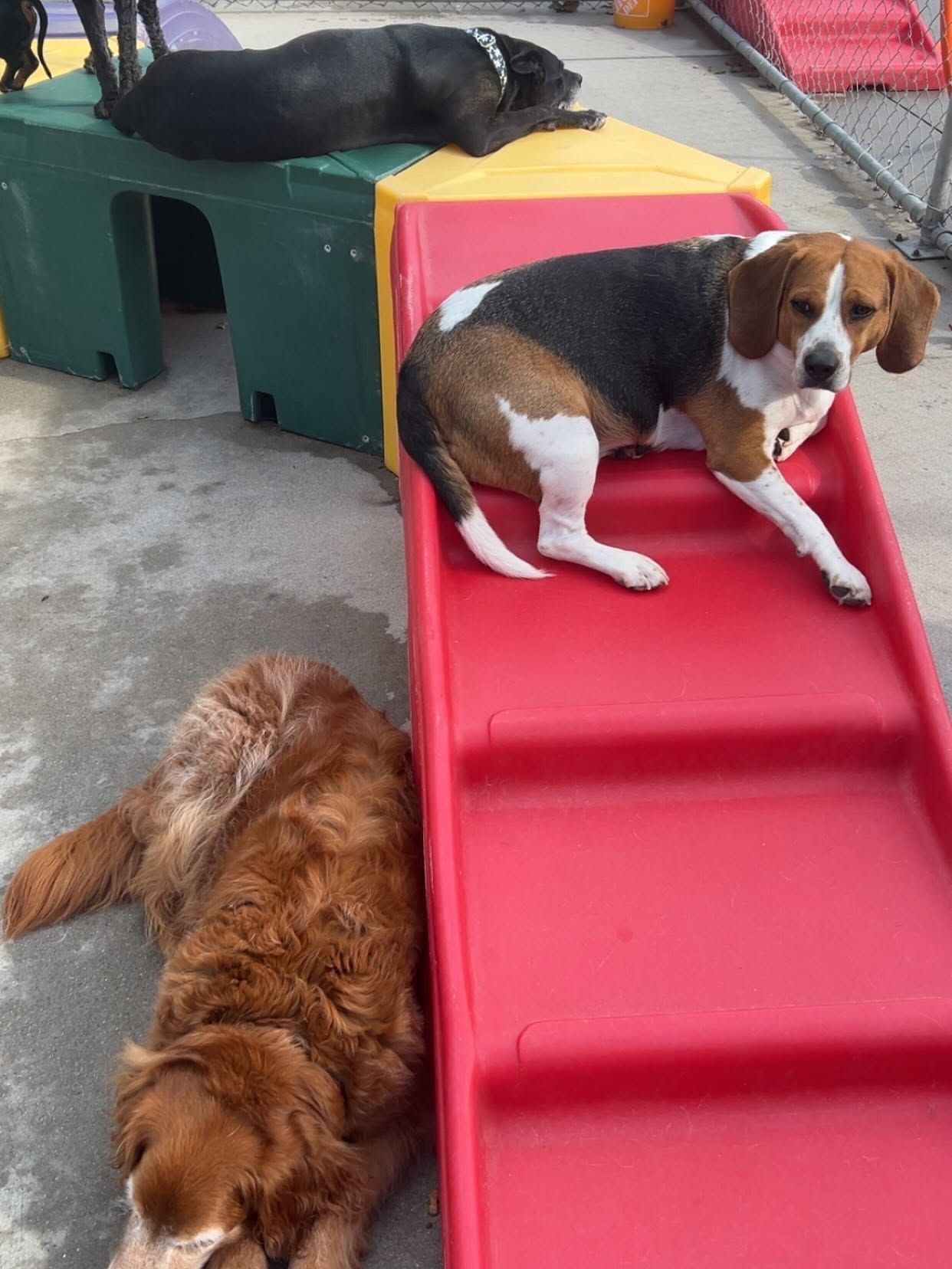 Three dogs on colorful agility ramps outdoors, one black, one beagle, one brown.