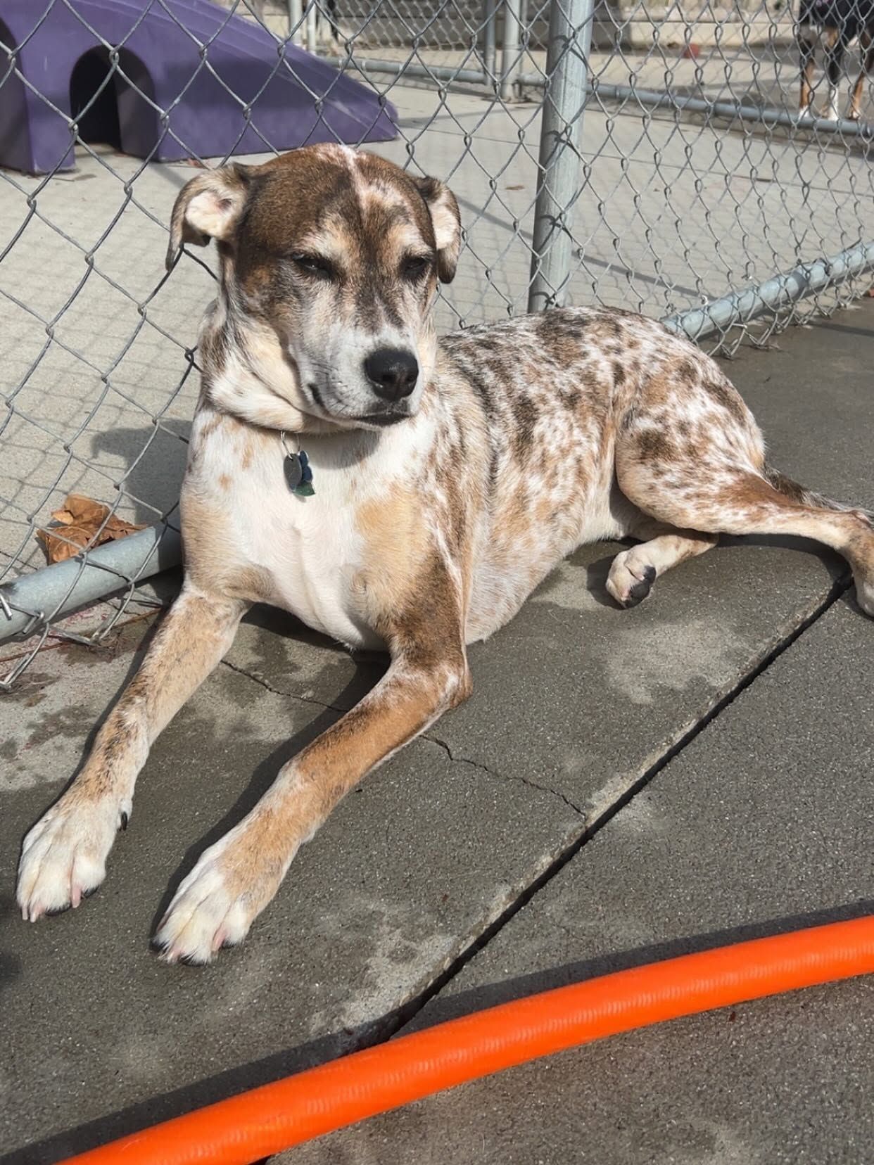 Brown-and-white spotted dog lying on a concrete sidewalk beside a chain-link fence and orange hose