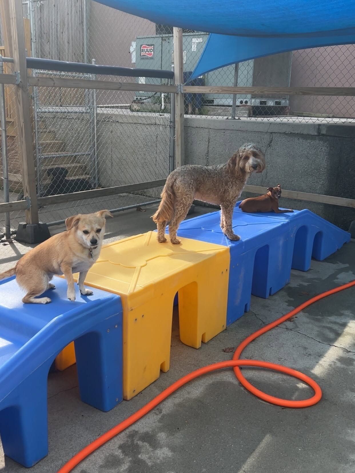 Two small dogs standing on blue and yellow agility platforms in an outdoor fenced area.