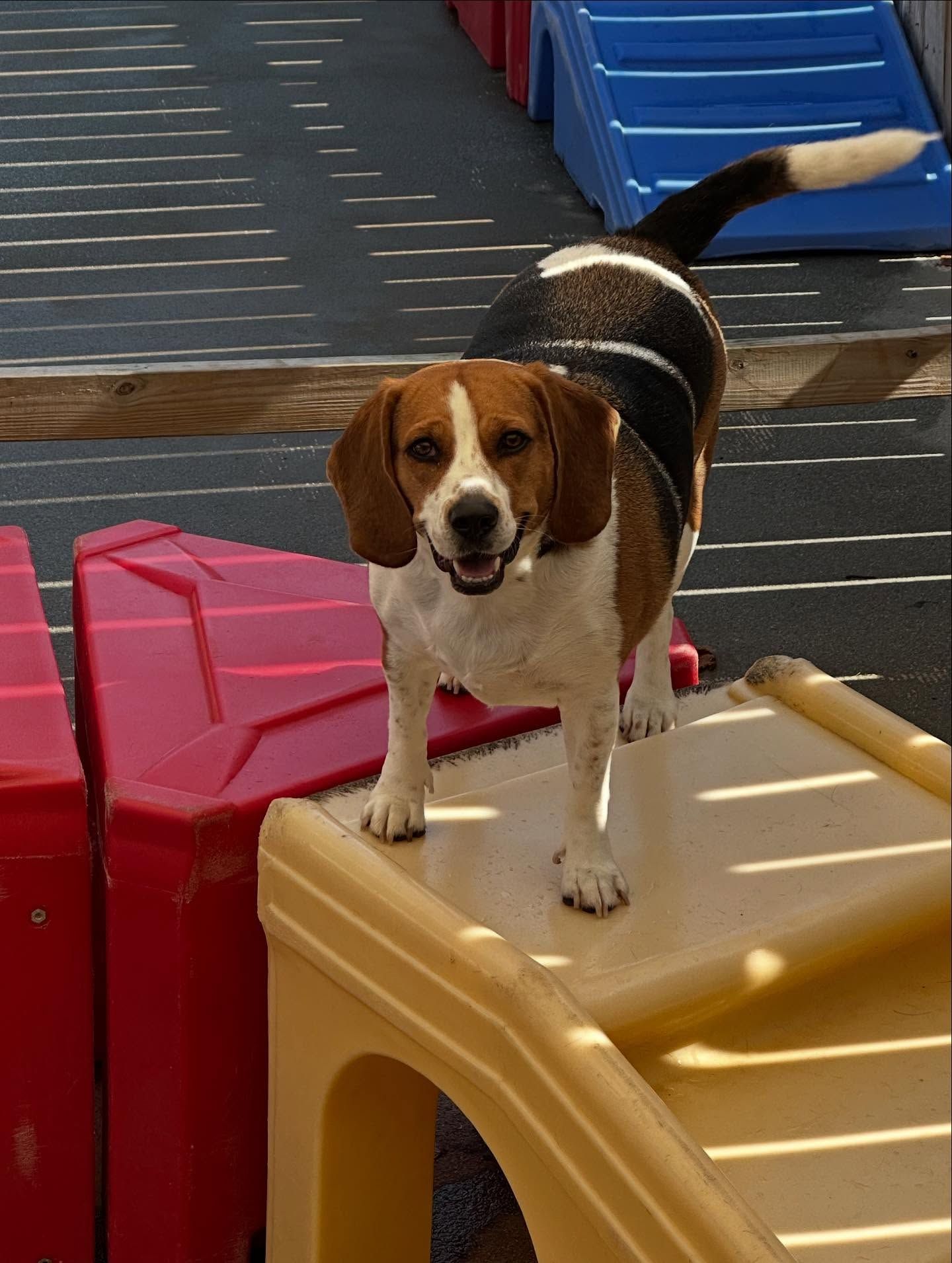 Beagle standing on a tan play structure, with pink and blue playground equipment behind it.