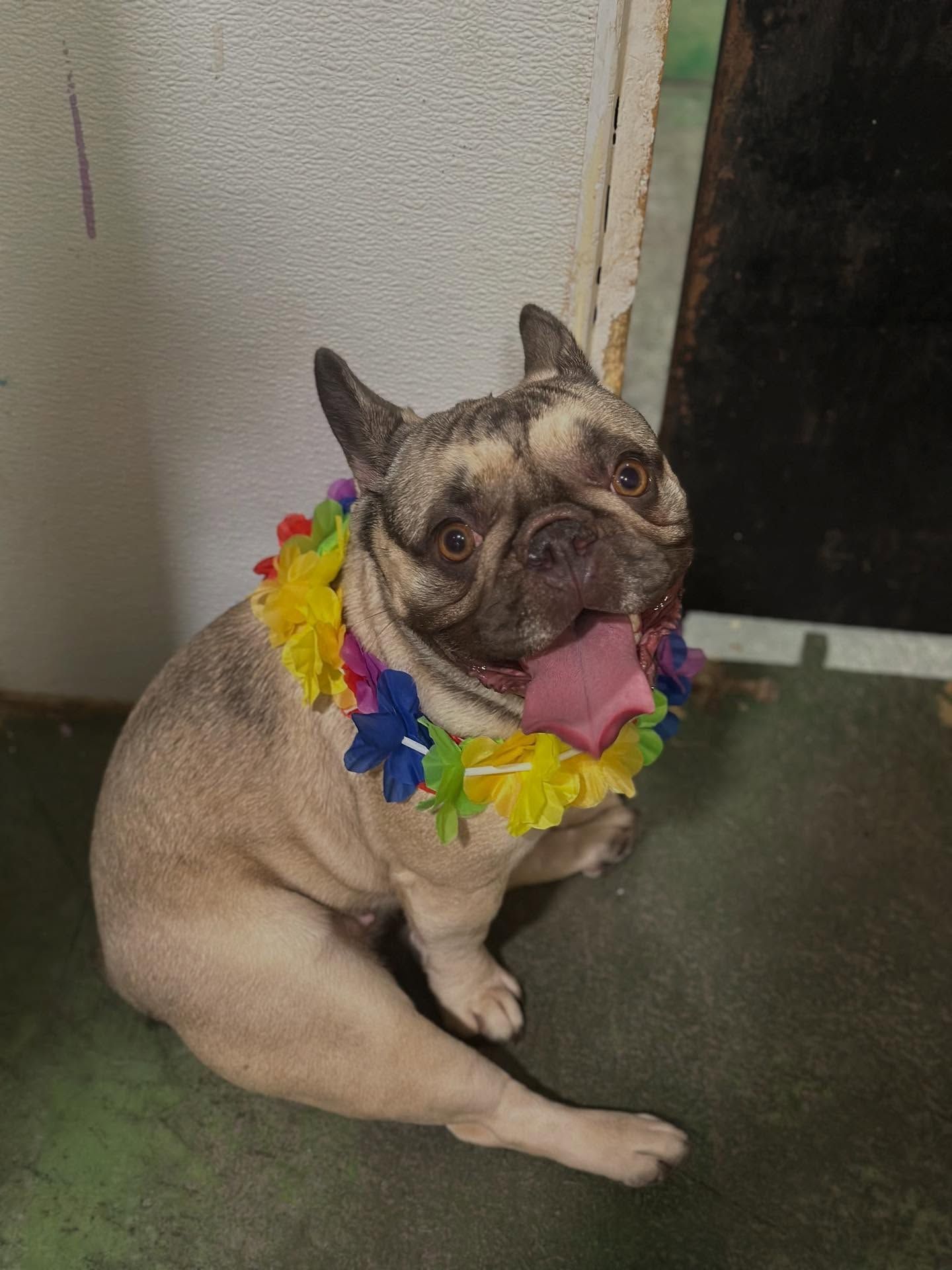 French bulldog wearing a colorful lei, sitting indoors with its tongue out.