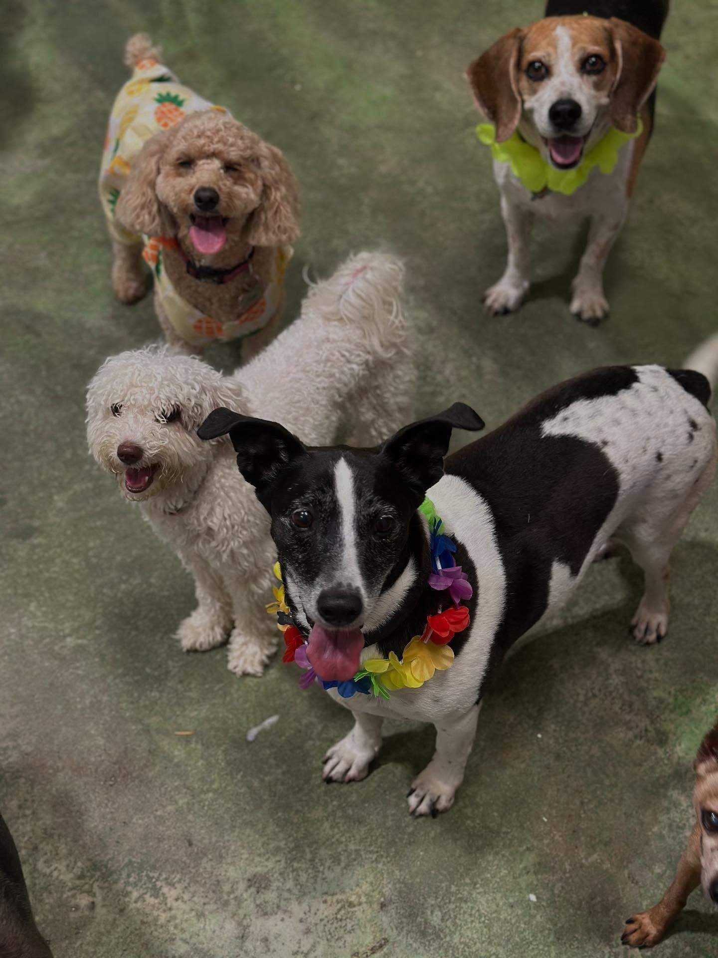 Four small dogs on grass, wearing colorful bandanas and looking up at the camera.