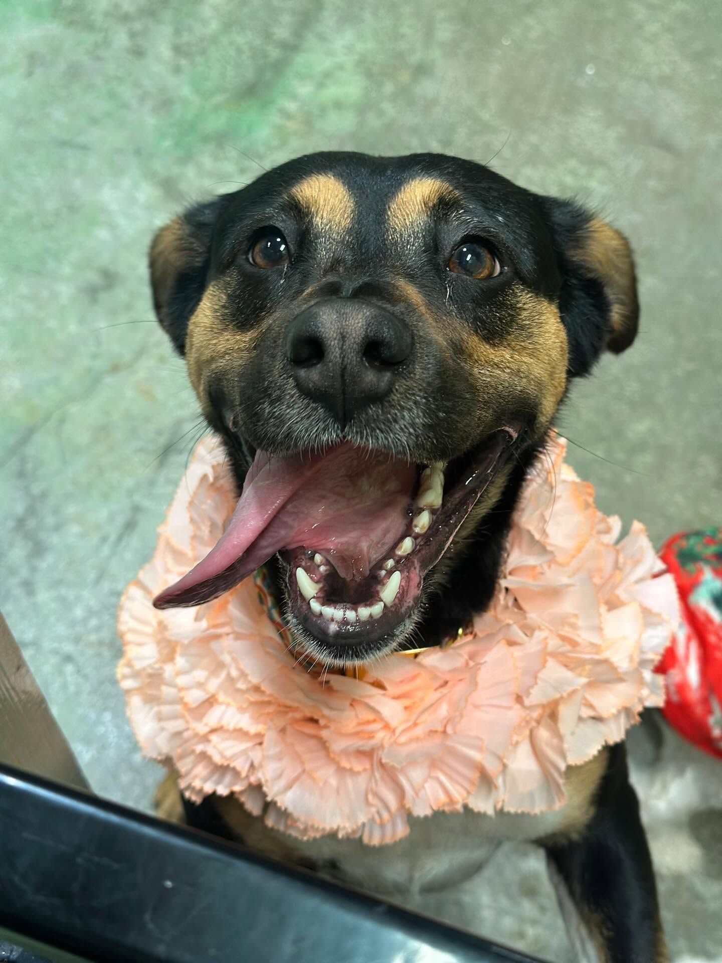 Smiling black-and-tan dog wearing a pale pink flower collar on a green floor