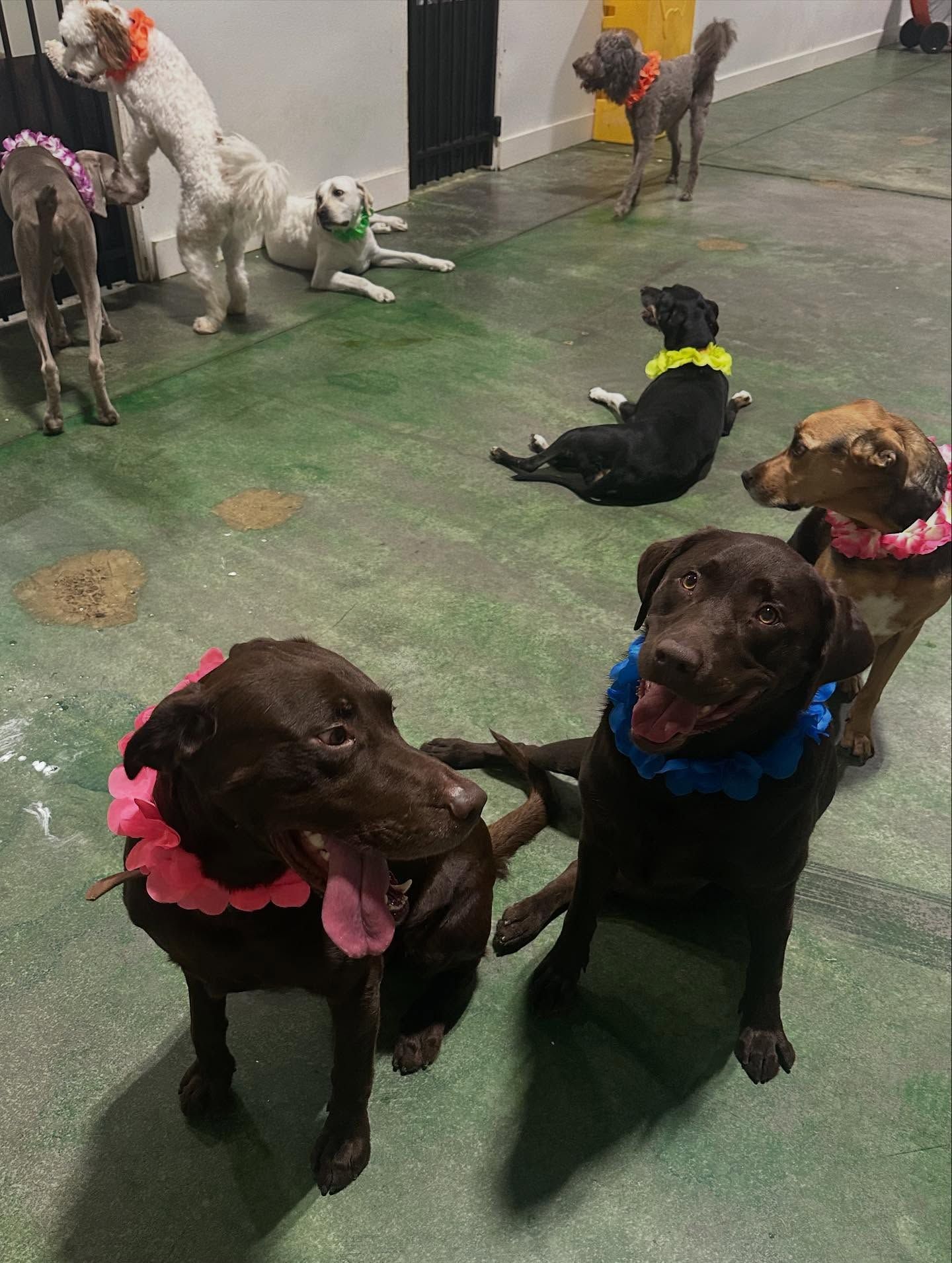 Several dogs wearing colorful bandanas sit and stand on a green indoor floor.