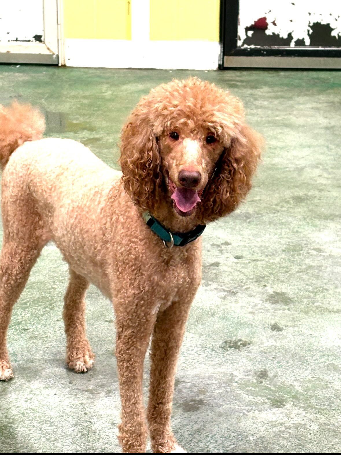 Curly-haired tan poodle standing on a concrete surface, wearing a teal collar and looking at the camera
