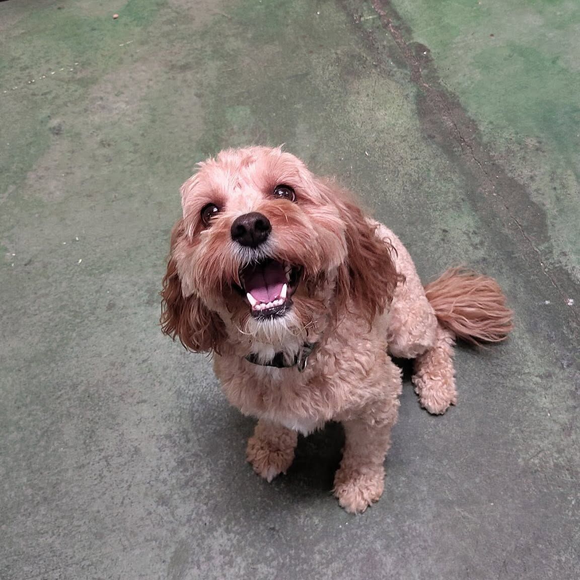 Small tan dog sitting on a concrete path, looking up with mouth open and tail curled.