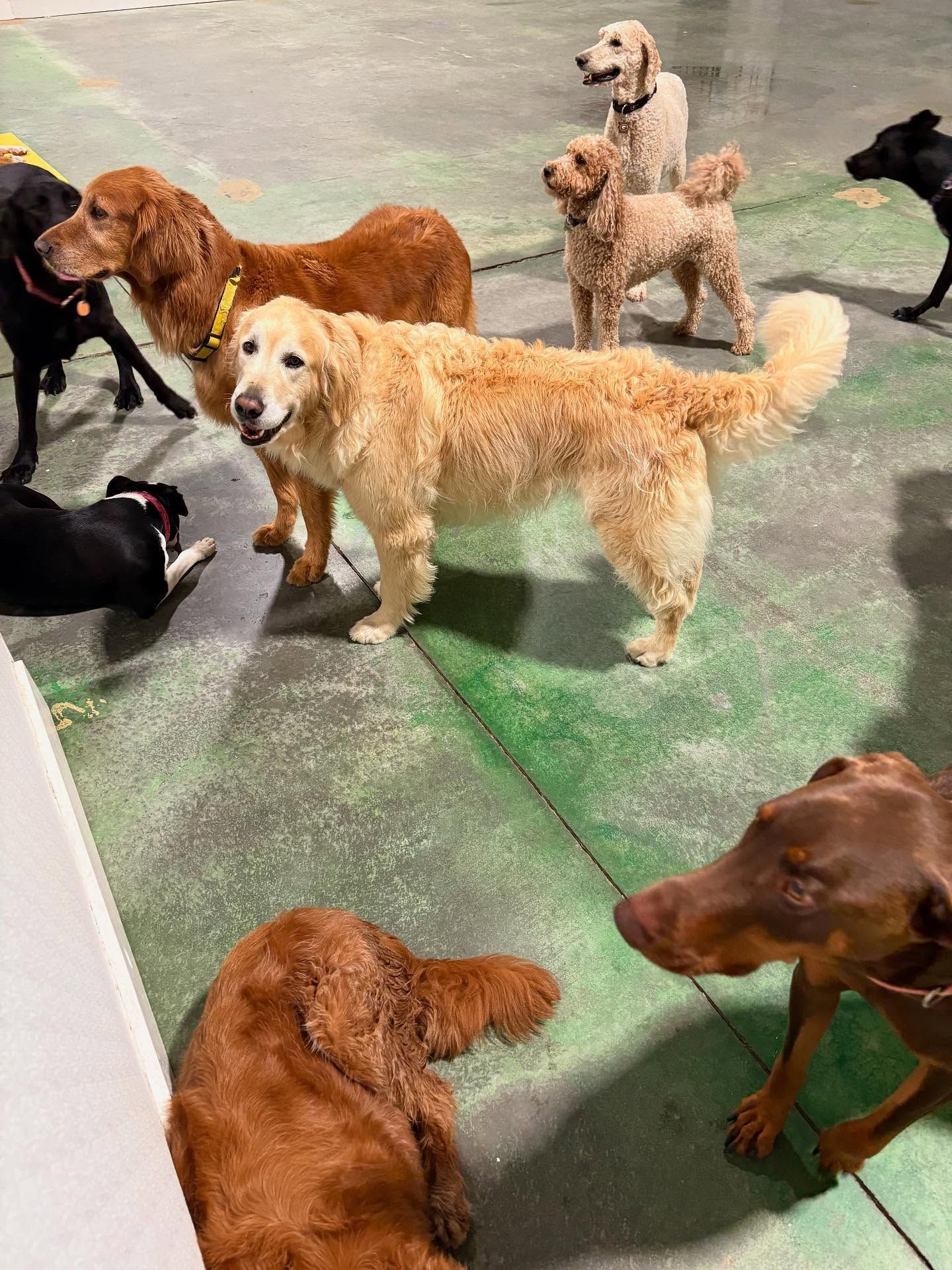 Several dogs of different colors standing and sitting on a green concrete floor