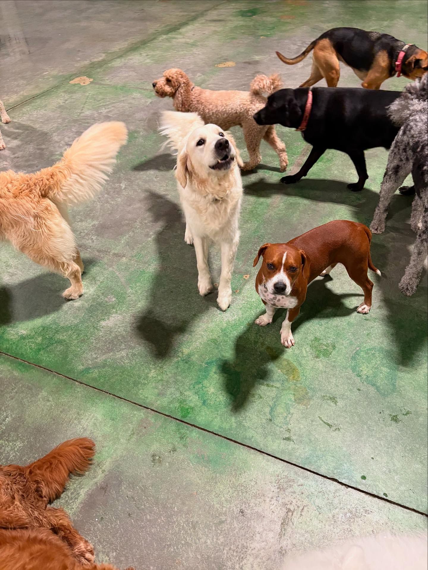 Several dogs of different breeds standing together on a green concrete floor