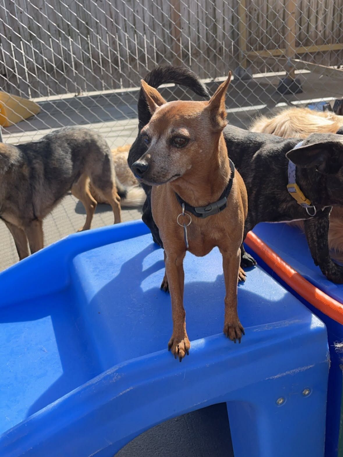 Three dogs standing on a blue plastic playground structure outdoors, with a fence in the background