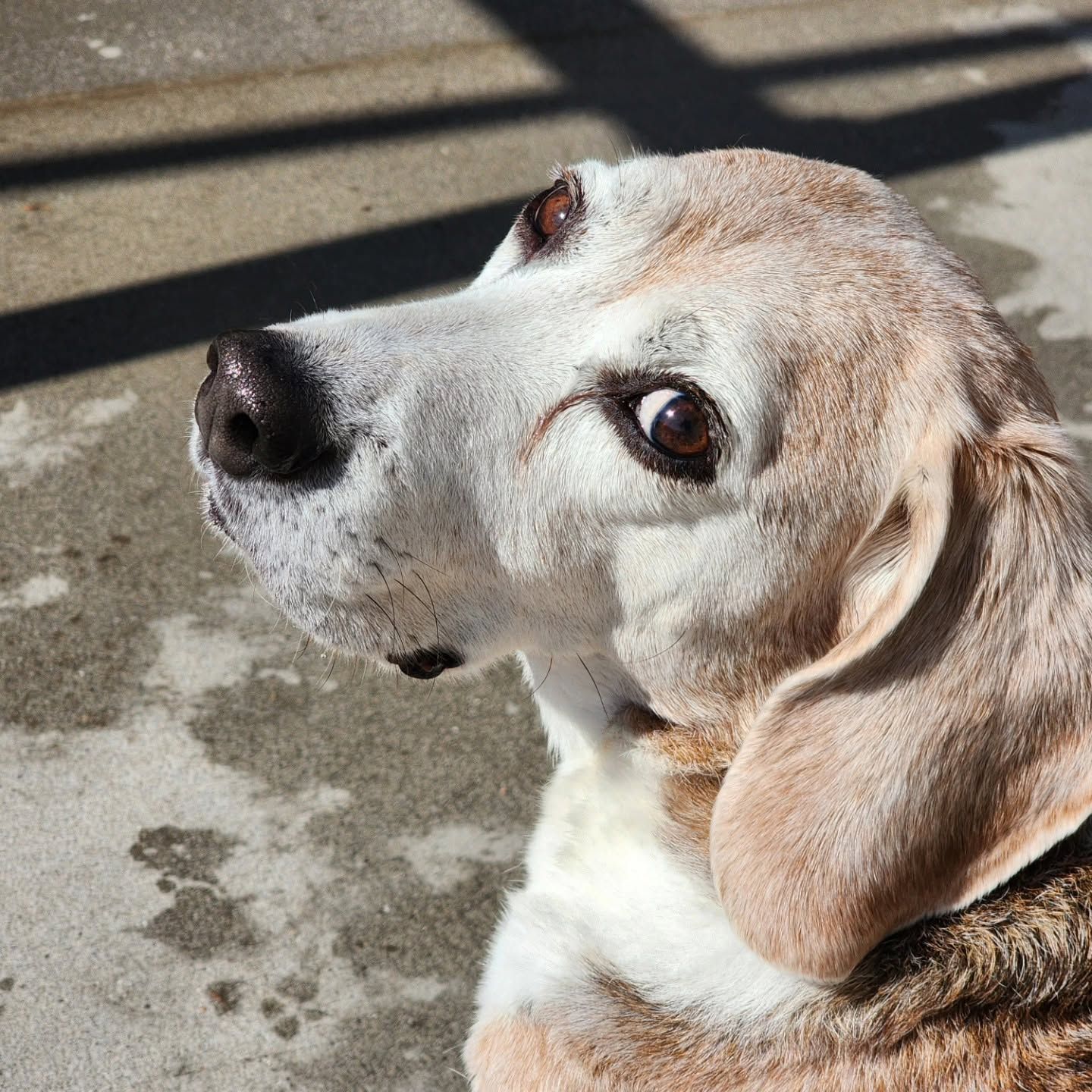 Beige beagle looking up on a sunlit concrete surface, with a calm expression.