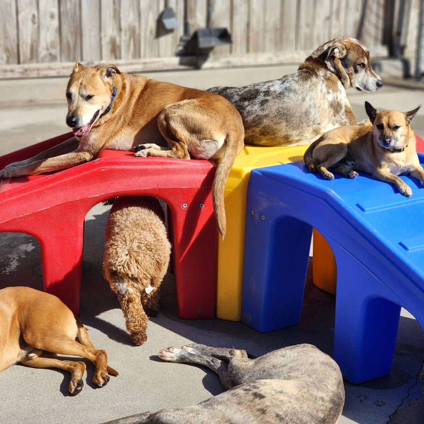 Several dogs lounging on colorful plastic playground blocks outdoors