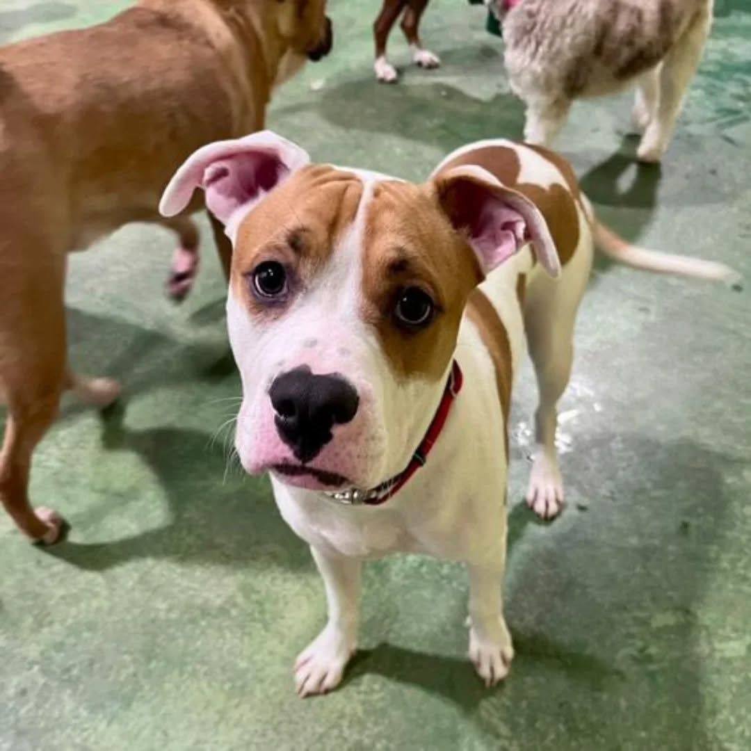 Tan-and-white puppy with a red collar looking up on a green indoor floor, with other dogs behind it