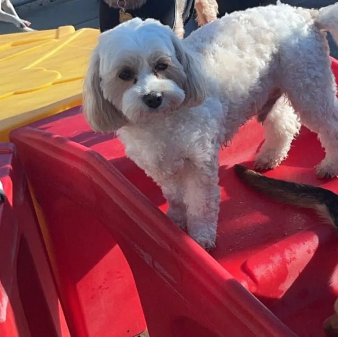 Small white fluffy dog standing on a red kayak beside a yellow one outdoors