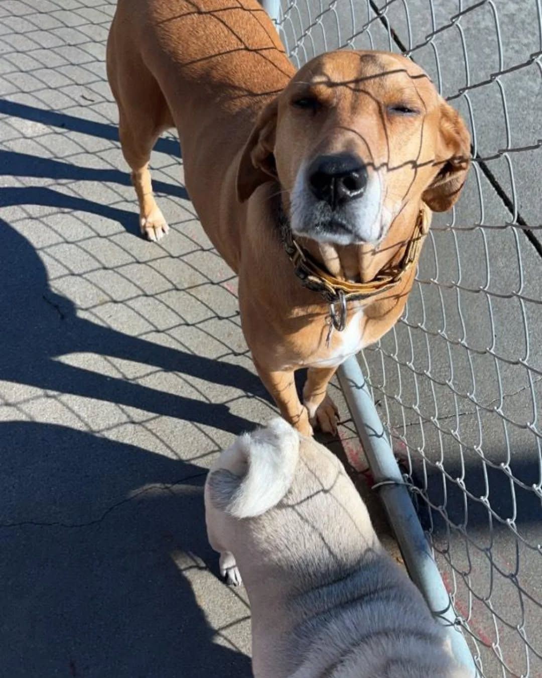 Brown dog stands by a chain-link fence, looking down at a gray dog approaching from below.
