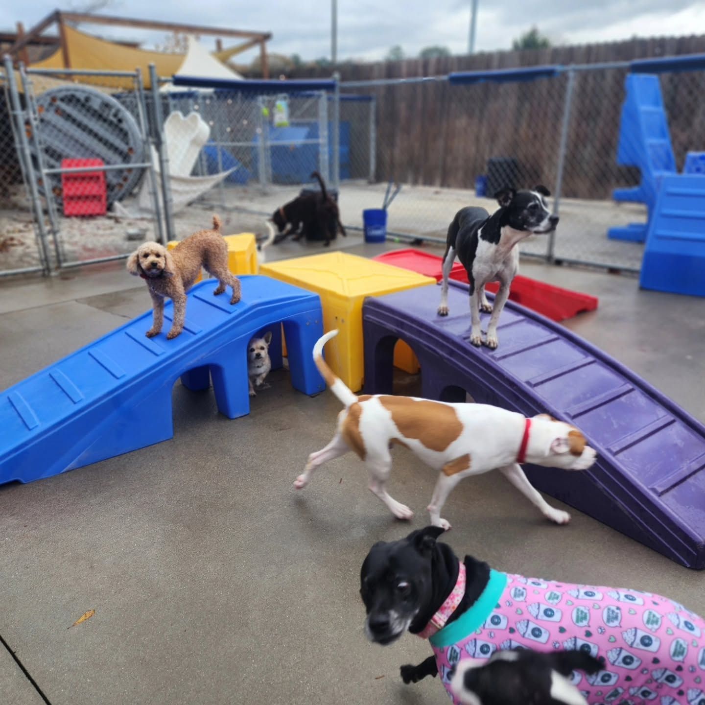 Dogs play on colorful ramps in an outdoor dog park.