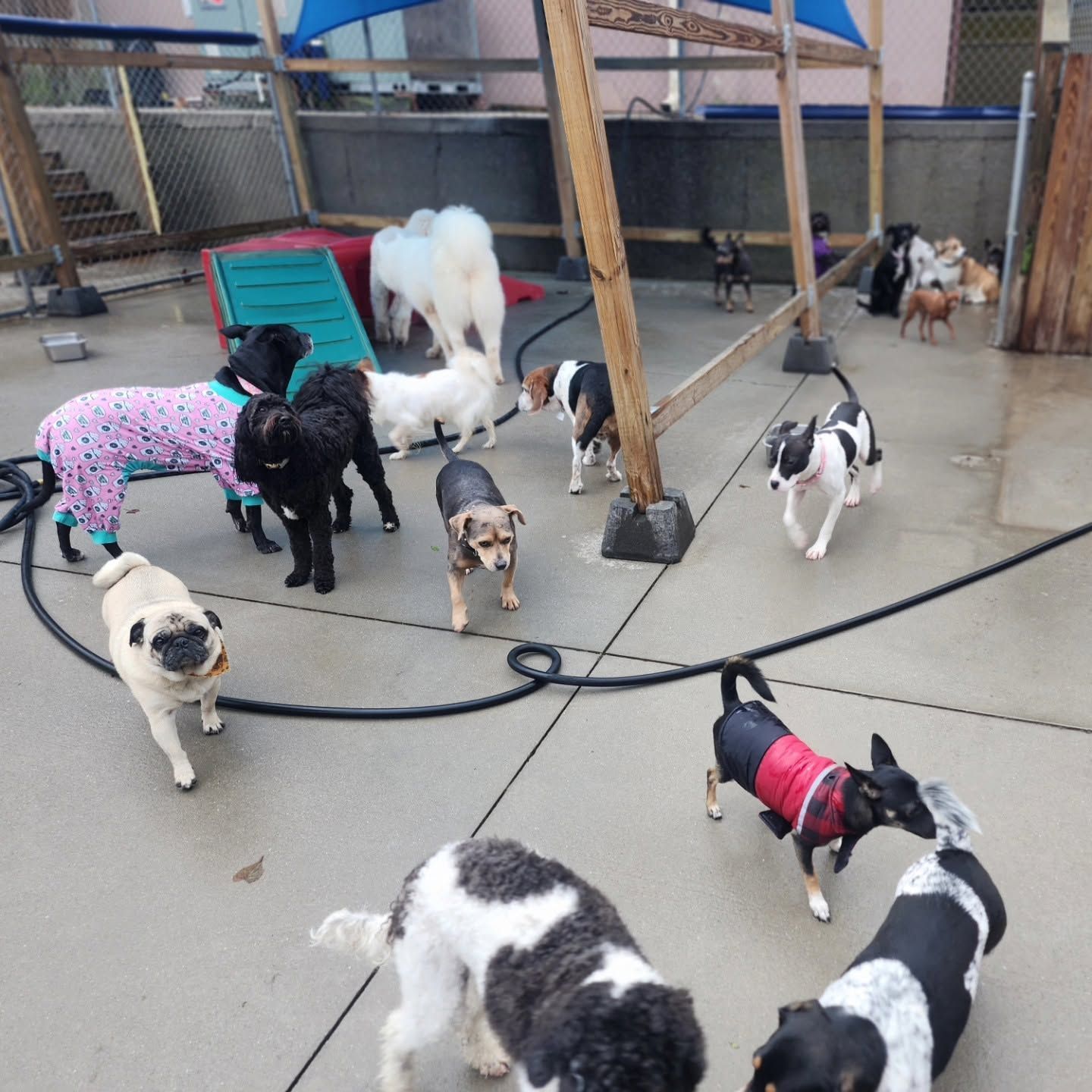 Several dogs in colorful outfits mingling in a fenced outdoor kennel area
