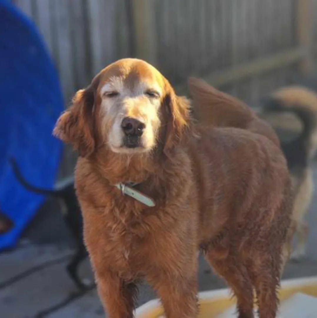 Golden retriever standing outdoors in sunlight, with a blue object in the background.