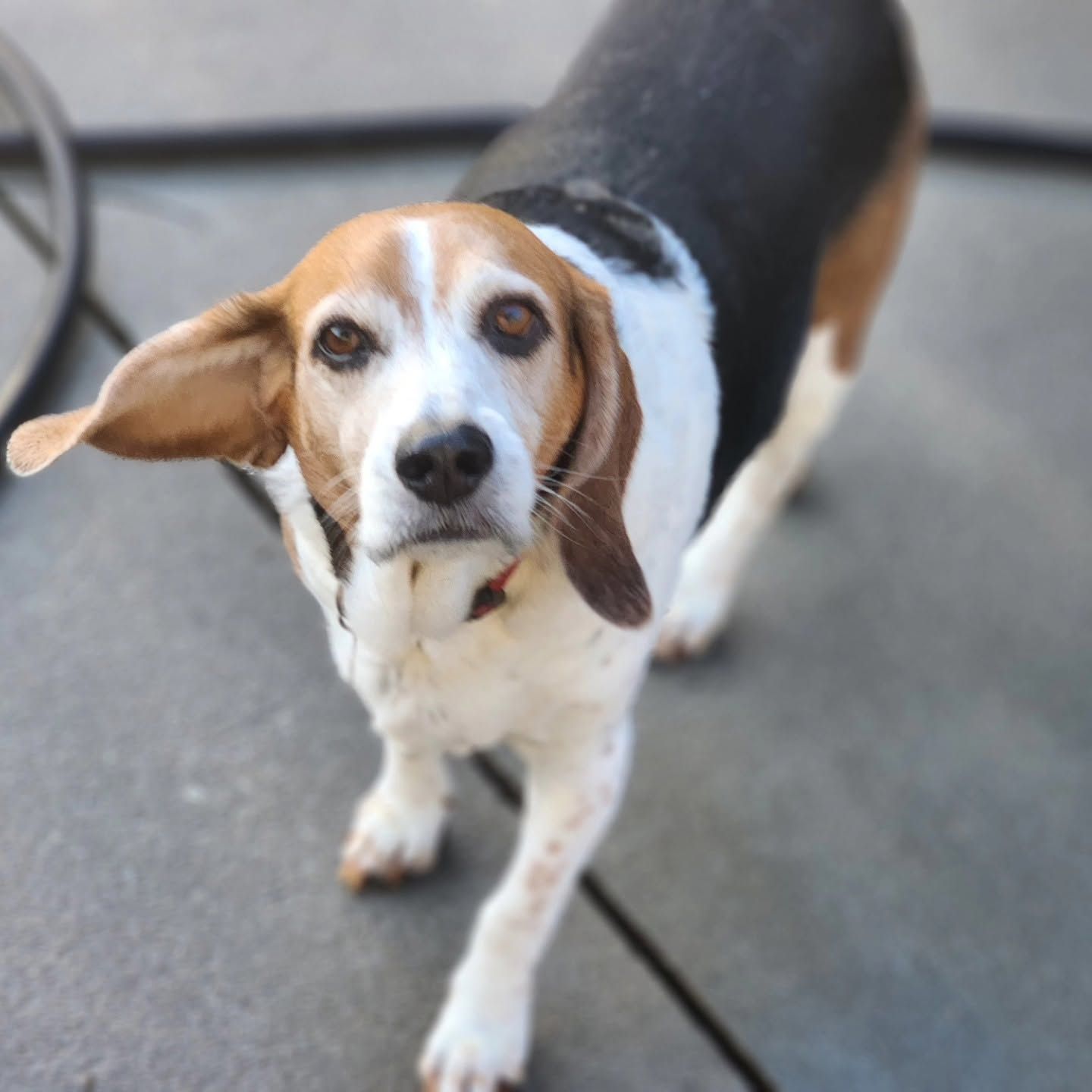 Beagle standing on a concrete surface, looking up with one ear flopped out.