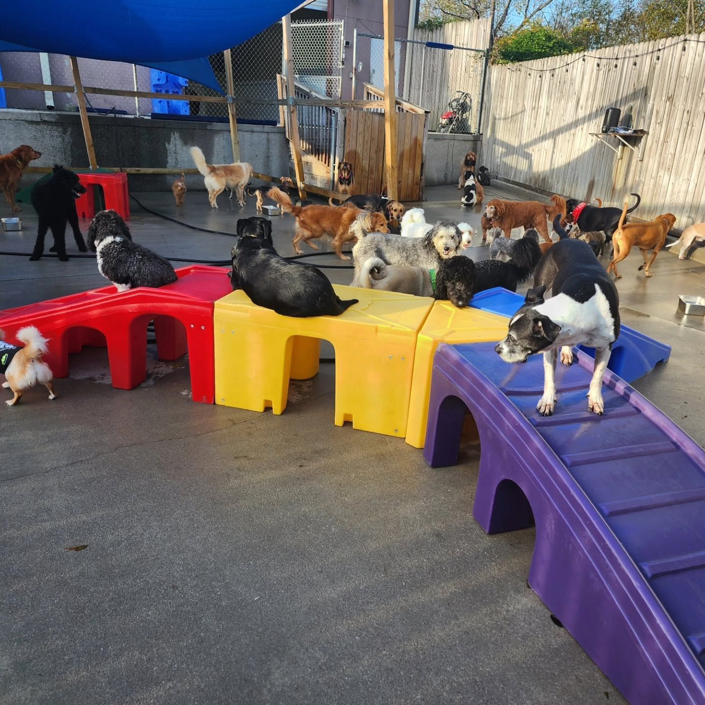 Several dogs on colorful plastic ramps and tunnels in an outdoor play area