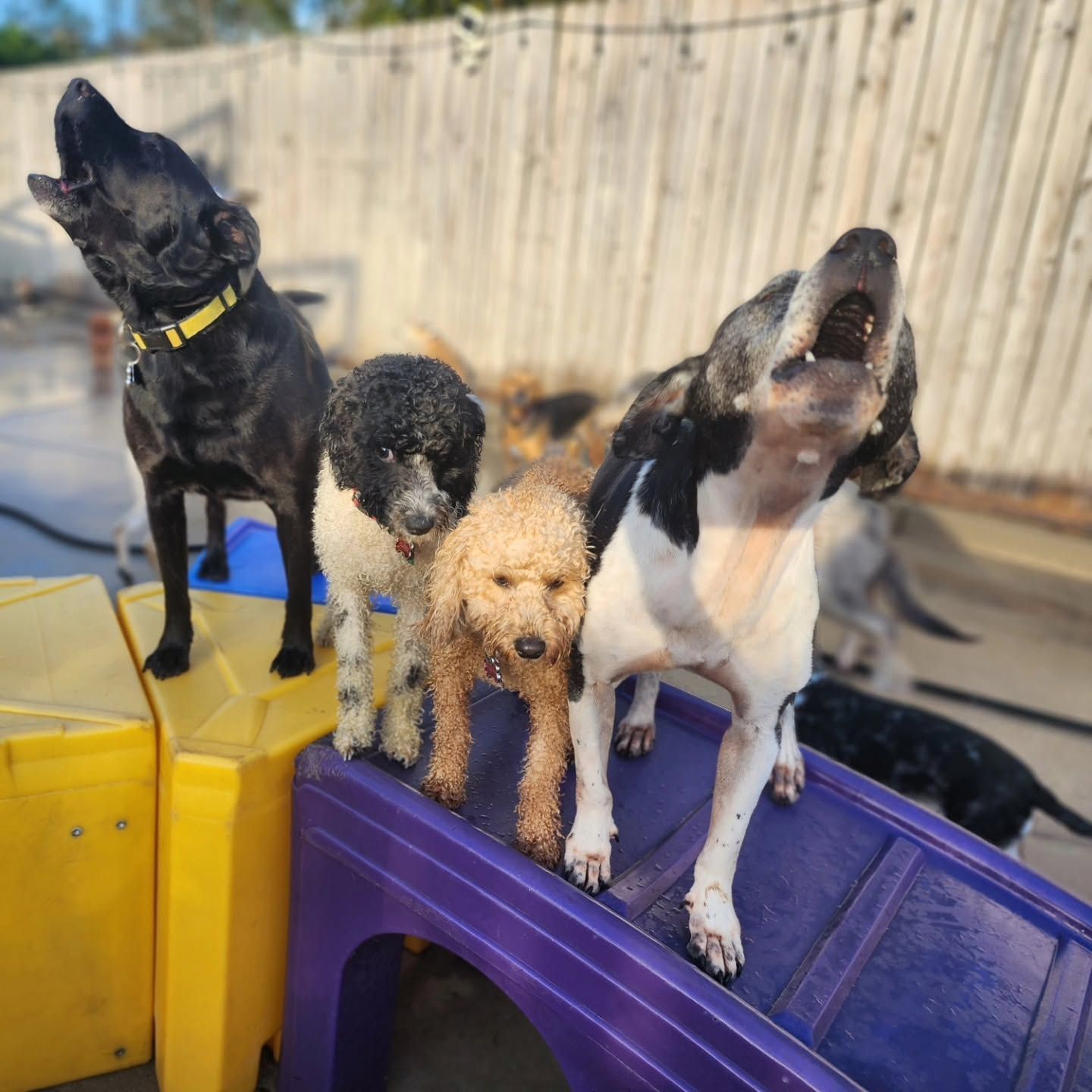 Four dogs stand on colorful plastic playground steps outdoors, with one barking upward.