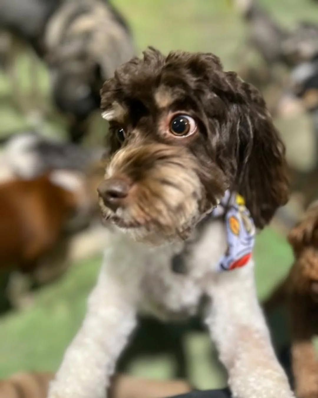 Small brown-and-white dog with curly fur and a bandana, looking alert indoors