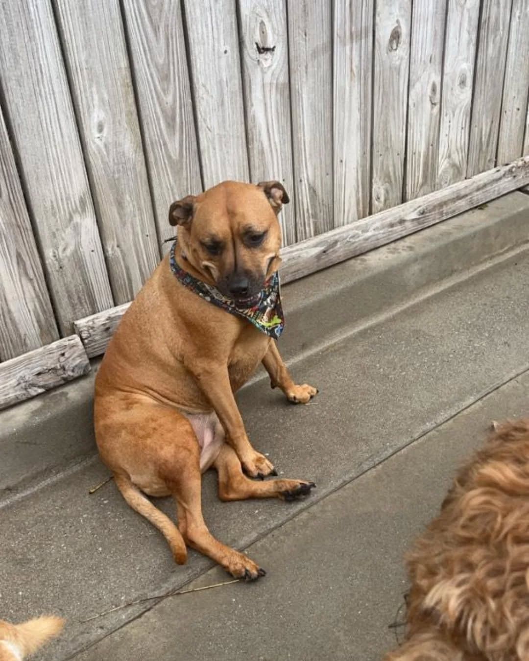 Brown dog sitting on a concrete patio against a weathered wooden fence, looking at the camera.