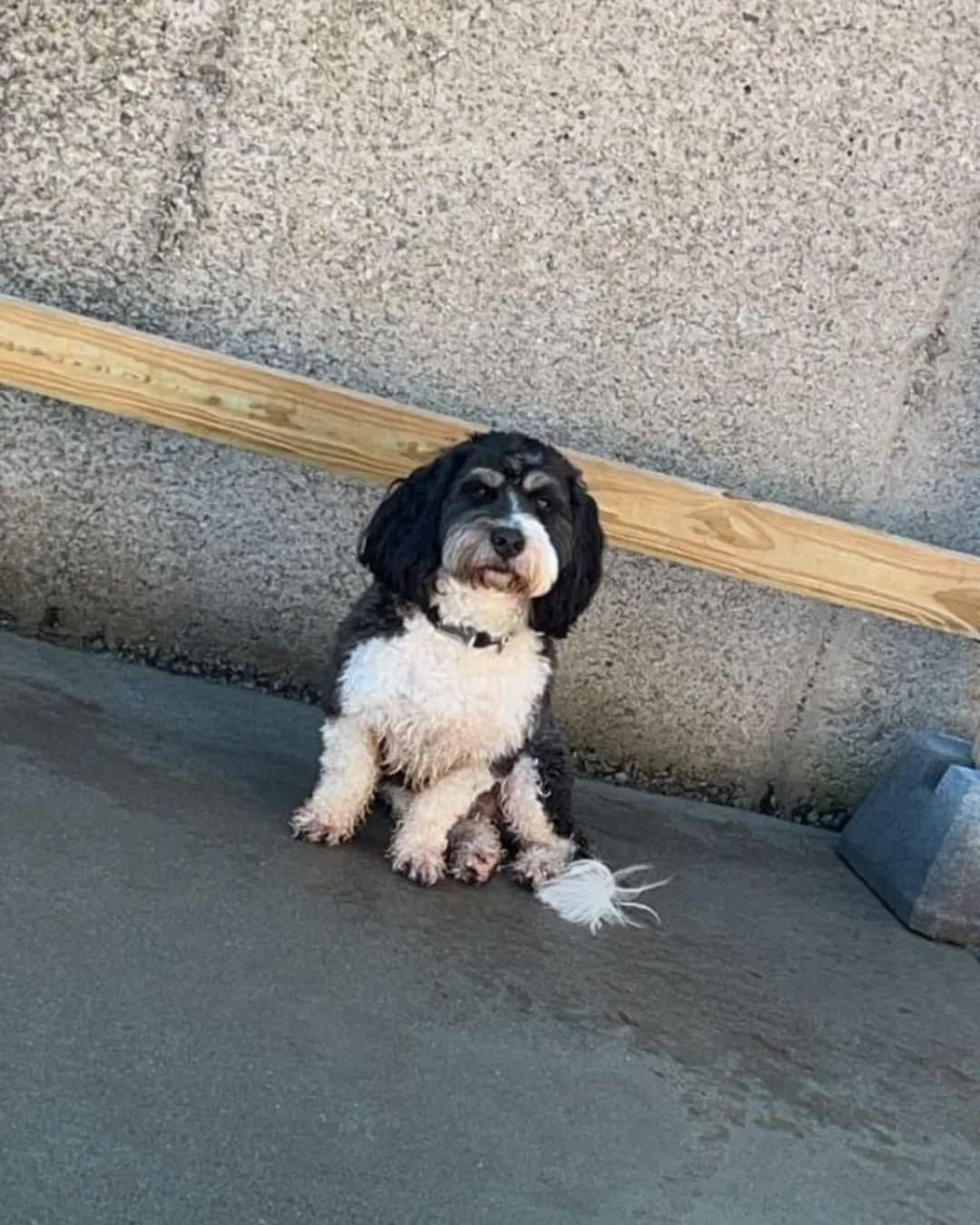 Small black-and-white dog sitting on concrete against a wall, with a wooden beam behind it.