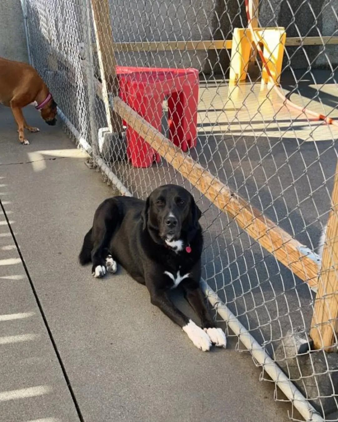Black dog lying on a sidewalk by a chain-link fence, with a brown dog partly visible in the background.