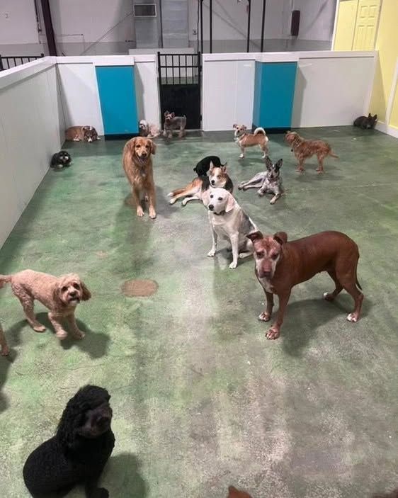 Several dogs sitting and standing in an indoor play area with a green floor and white walls
